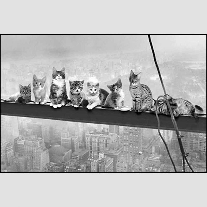 Kittens on a Skyscaper